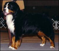 Bogey